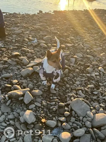 Пропал собака, Летник, Хакасия - белый с коричневой головой - photo