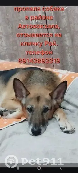 Пропал собака, улица Кирова, Белогорск - худощавый, в тёмно-зелёном ошейнике - photo