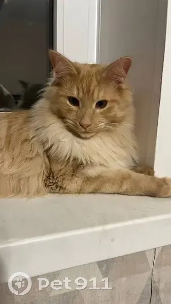 Пропала кошка, мужской, Степной переулок, 2, Арамиль - photo