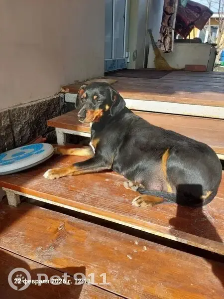 Найдена собака, 21-й Мариупольский переулок, городской округ Таганрог - чёрная с коричневым, ласковая - photo