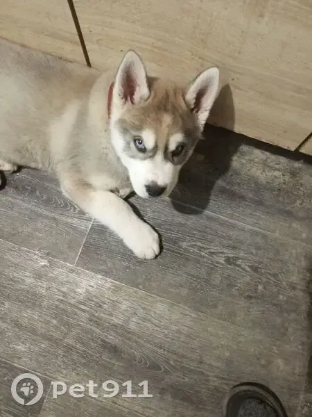 Пропал собака, Мельничная улица, 215, Ивановское - серого цвета, глаза разные - photo