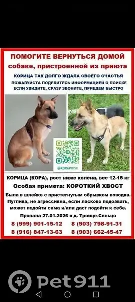 Пропала собака, Троице-Сельцо, Московская область - не агрессивна, пуглива - photo