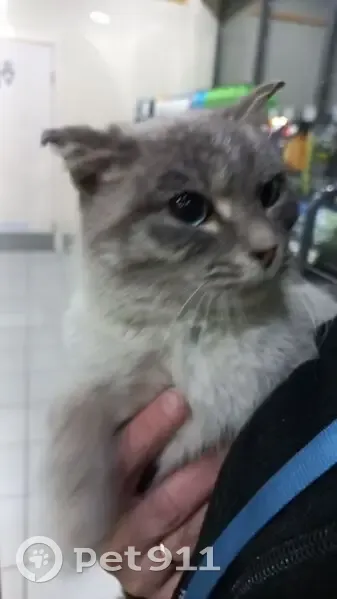 Найдена кошка, Северное шоссе, Красноярск - лапки и кончики ушей обморожены - photo