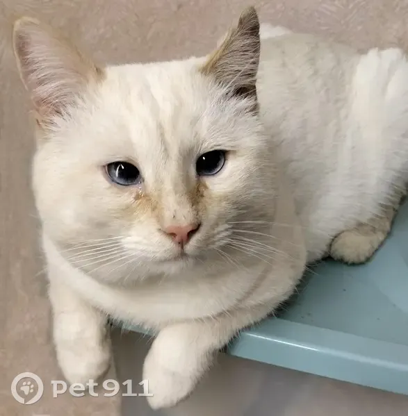 Пропал кот, Тамбовская улица, 1И, городской округ Пенза - молочный с палевыми ушами - photo