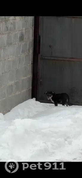 Найден щенок, 18Р-1, Волжский - очень шугливый - photo