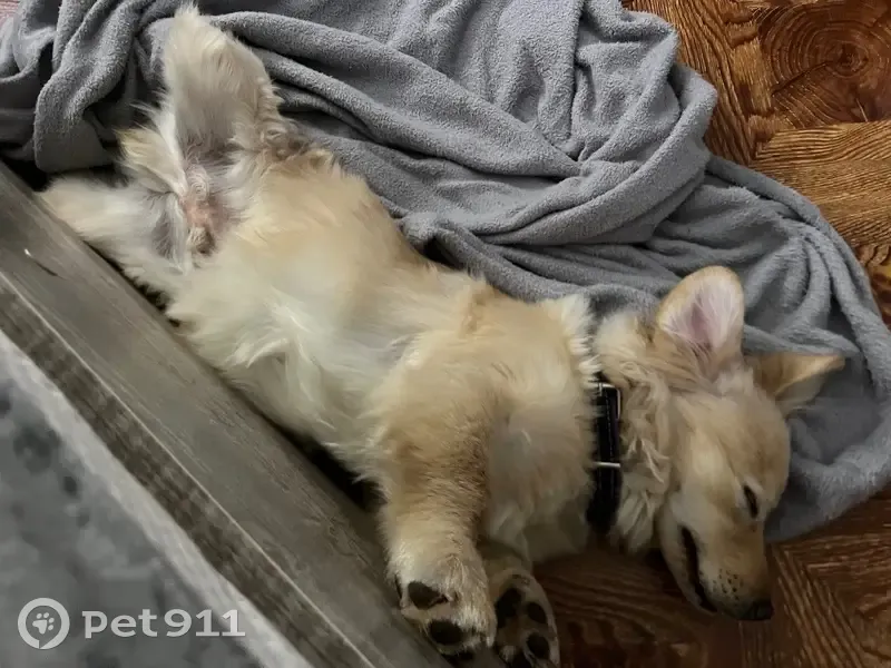 Пропала собака, Магистральное шоссе, 41/2, Комсомольск-на-Амуре - похож на помесь корги и дворняги - photo