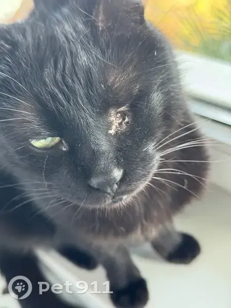 Пропал кот, Инжирная улица, 4, Сочи - чёрный с одним глазом и торчащими клыками - photo