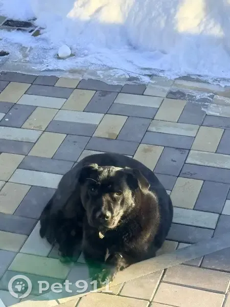 Найдена собака, женская, Городище, Волгоградская область - контактная и чистенькая - photo