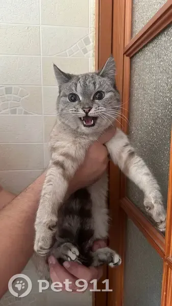 Найдена кошка, Башенный переулок, 2, Омск - photo