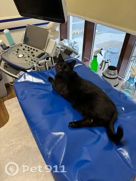 Пропал кот, Малая Тульская улица, 8, Москва - почти слепой - photo