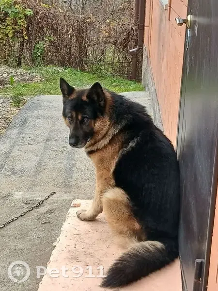 Пропал собака, Пятигорск, Ставропольский край - восточная европейская овчарка, крупный и добрый - photo