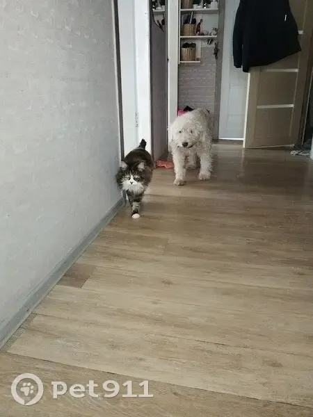 Пропал собака, мужской, Байкальская улица, Иркутск - светло бежевый, плохо видит - photo