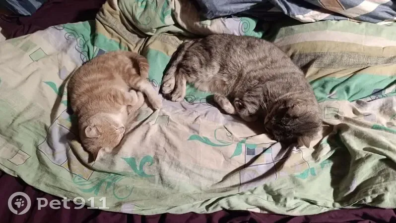 Пропала кошка, Наро-Фоминский городской округ - рыжий полосатый, 8 месяцев - photo