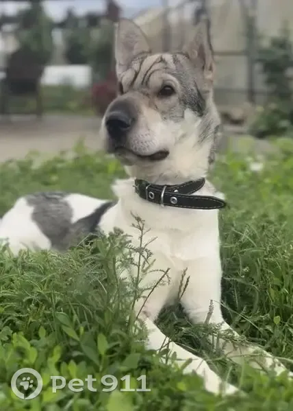 Пропала собака, улица Глеба Алексеева, Новомосковск - метис шарпея и дворняжки - photo