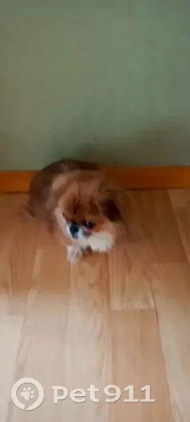 Найдена собака, Советская улица, 112А, Серпухов - порода пикерс - photo