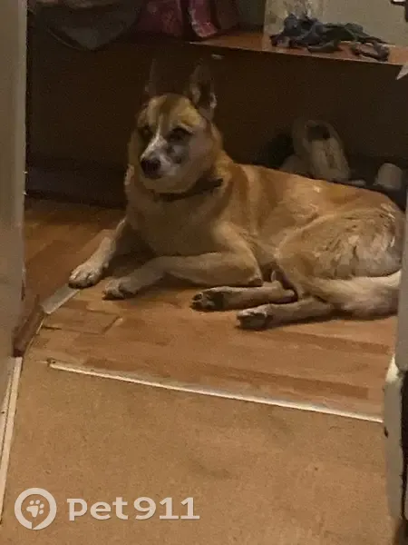 Пропал собака, улица Ивана Франко, 47А, Пермь - похож на бельгийскую овчарку - photo