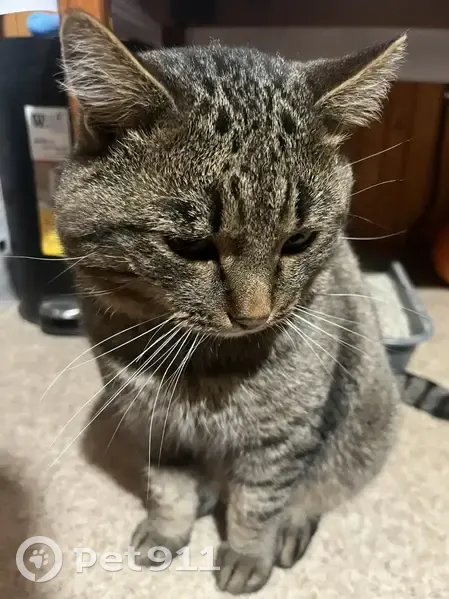 Пропал кот, Озёрск, Челябинская область - полосатый серо-черный с рыжим оттенком - photo