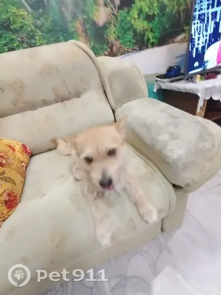 Пропала собака, Ордынское шоссе, Новосибирск - рыжая, маленькая, пугливая - photo