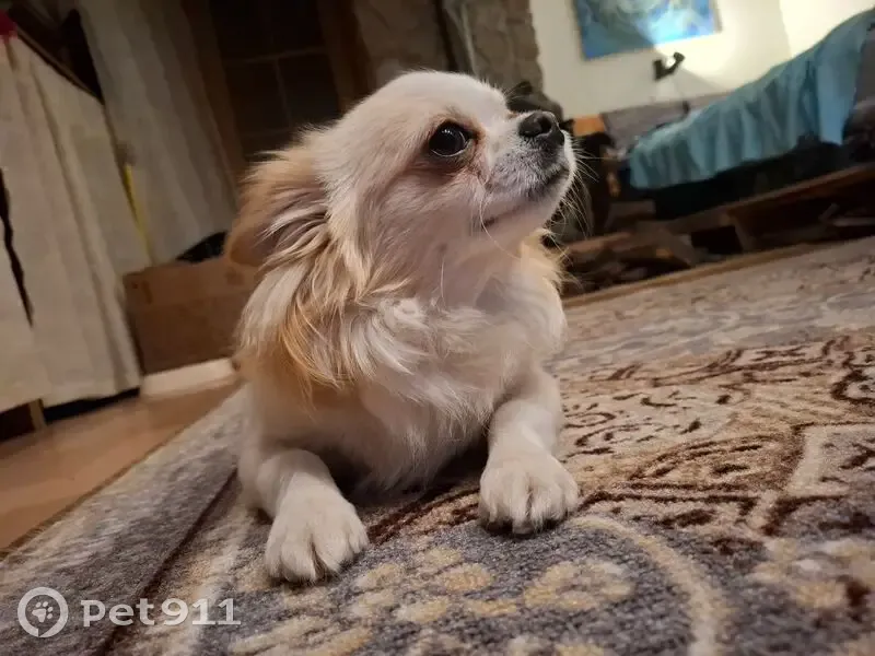 Пропал собака, Гвардейская улица, 11, Печоры - чихуахуа, кличка Батон - photo