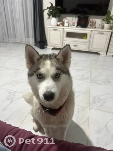 Пропала собака, девочка, Центральная улица, 9, Щёлково - хаски по кличке Юна - photo