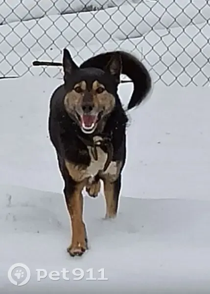 Пропал собака, 1-я Антоновская улица, 2А, Супонево - чёрный с белыми лапами - photo