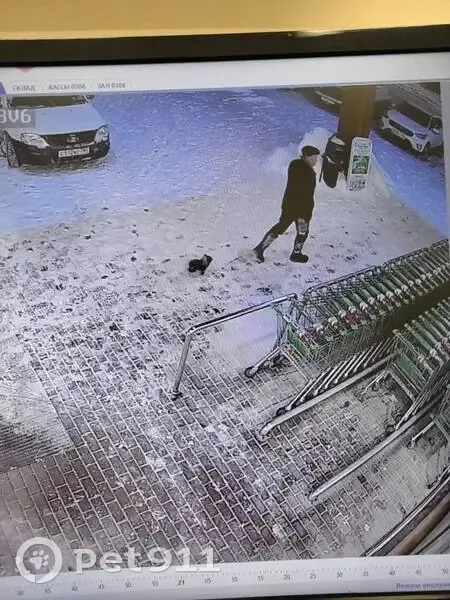 Пропал собака, Дубна, Московская область - щенок чихуа шоколад в синем комбезе - photo