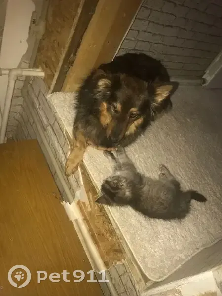 Пропала собака, мужской, улица Героя Советского Союза Бахтина, 6, Нижний Новгород - черно-рыжий и пугливый - photo