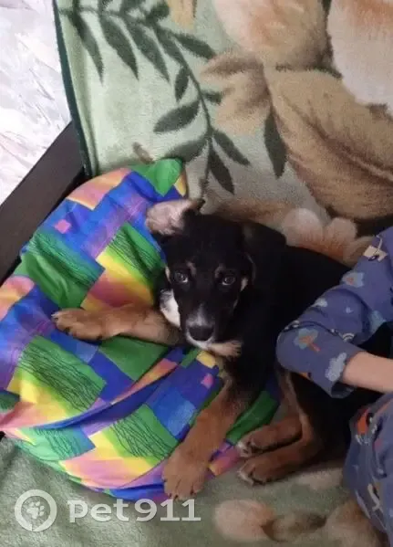 Пропала собака, Южноуральск - кобель - photo