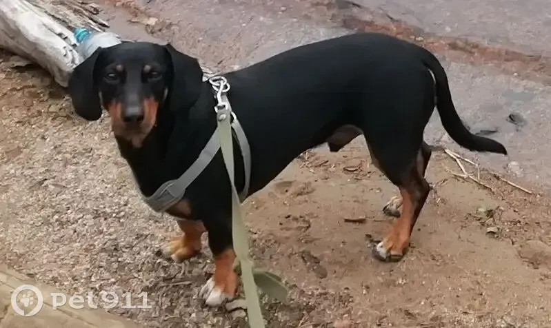 Пропала собака, улица Советов, 50, Кондопога - чуть выше обычной таксы - photo