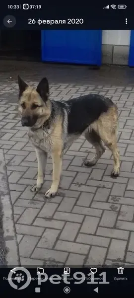 Пропала собака, 20К-1-25, ВНИИСС, Воронеж - добрая, неагрессивная - photo