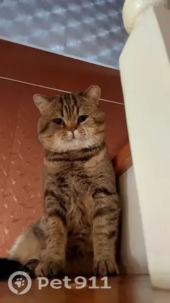 Пропал кот, Кольцовская улица, 8А, Хомутово - коричневый с черными полосками - photo