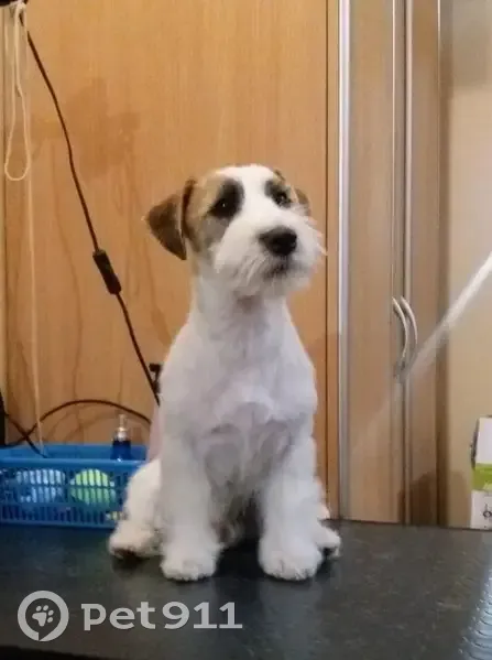 Пропала собака, Оловозаводская улица, 29, Новосибирск - Джек Рассел терьер с рыжей мордой - photo