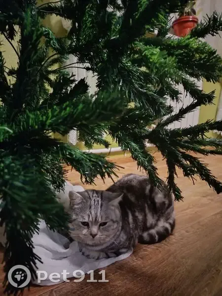 Пропал кот, Астрахань, Астраханская область - серый черепаховый окрас, голубой ошейник - photo