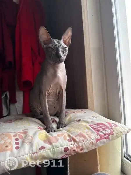 Пропал кот, 41К-247, Низинское сельское поселение - серый сфинкс - photo