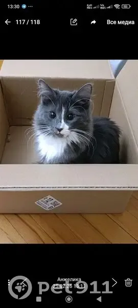 Пропала кошка, улица 2-й Таманской дивизии, 428, Нальчик - пушистая серая с белыми лапками - photo