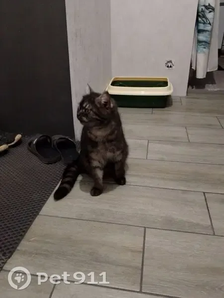 Пропала кошка, улица 107-й Бригады, 12/2, Волжск - на ошейнике кличка Мелкий - photo