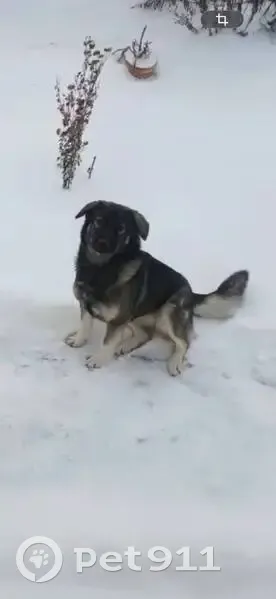 Пропала собака, Боталово, Нижегородская область - метис овчарки и лайки - photo