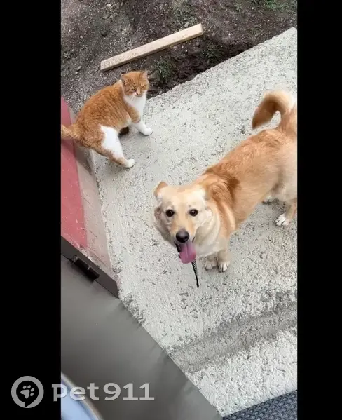 Пропала собака, Дальневосточная улица, 47, Приморско-Ахтарск - похожа на корги, очень добрая - photo