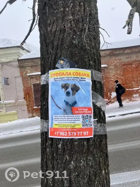 Найден собака, улица Профессора Нужина, 2, Казань - photo
