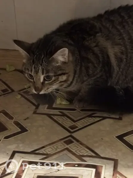 Пропала кошка, улица Победы, 3А, Екатеринбург - пушистая с черными полосами - photo