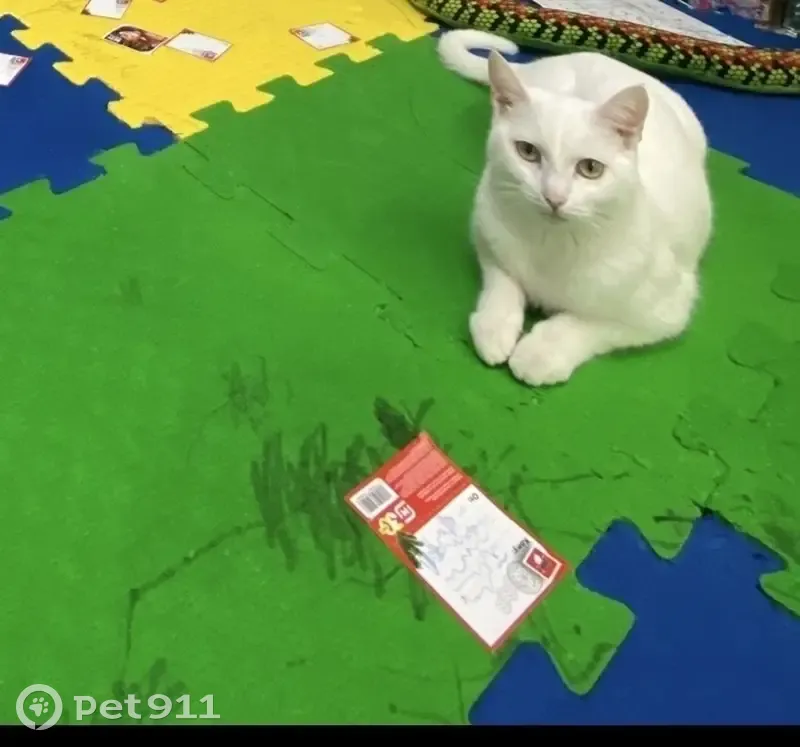 Пропала кошка, Уват, Пойковский - белая, возраст один годик - photo