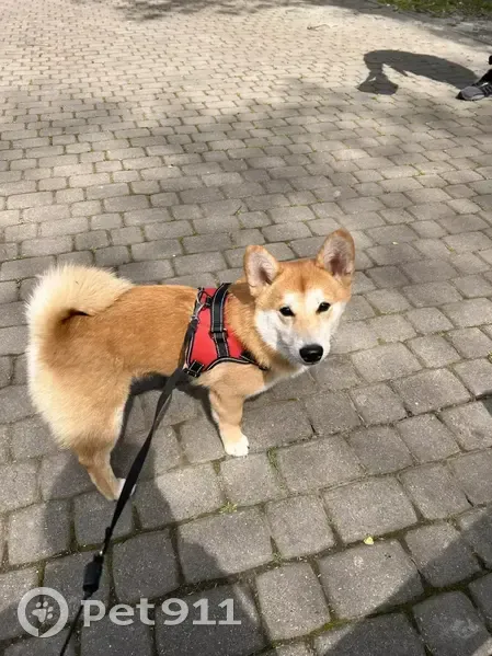 Пропал собака, улица Селезнёва, 82, Краснодар - смесь корги и Акиты - photo