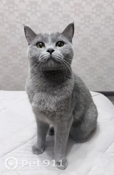 Пропала кошка, Школьная улица, 126А, Афипский - photo