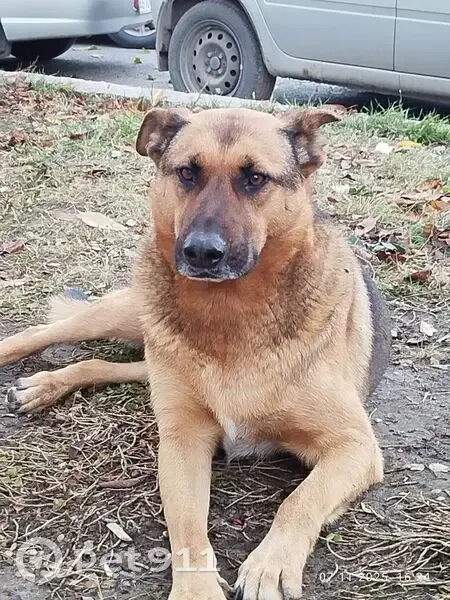 Пропал собака, Краснополянская улица, 72Л/3, Волгоград - photo