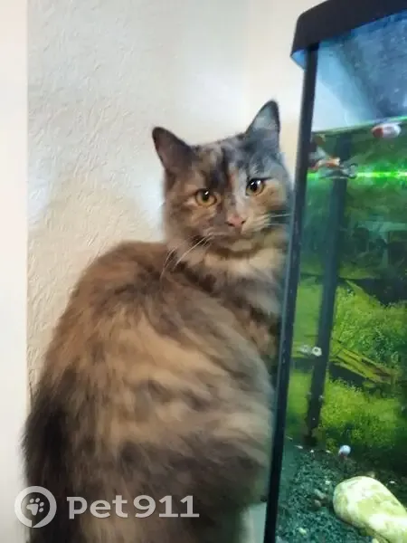 Пропала кошка, Цирковая улица, Калининград - молодая и пушистая - photo