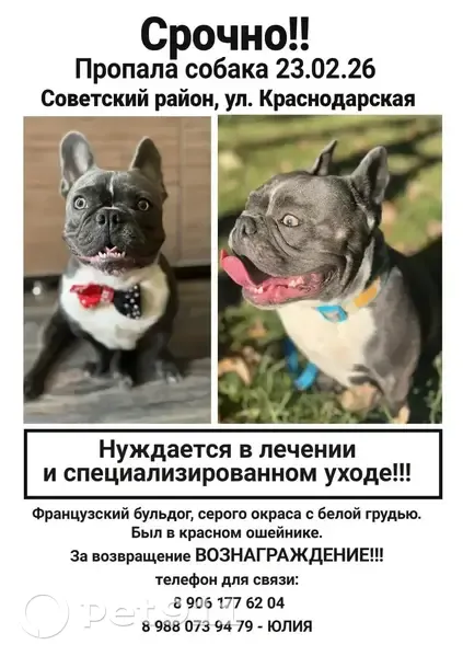 Пропал собака, Краснодарская улица, 43, Астрахань - окрас серый с белой грудью - photo