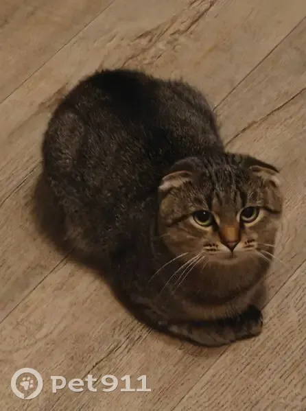 Пропал кошка, Ново-Советский переулок, 61, Брянск - камышовый, ласковый - photo