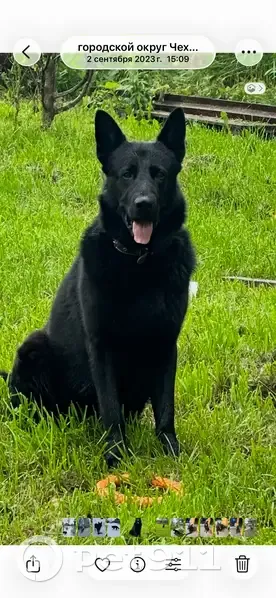 Пропал собака, 23, Прохорово - кобель, окрас чёрный, без ошейника - photo