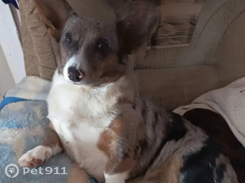 Пропала собака, Ключевая улица, 15, Кочубеевское — мраморный окрас - photo