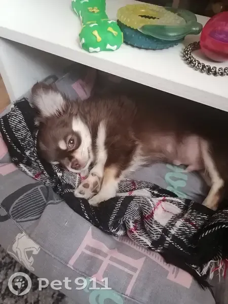 Пропал собака, улица Правды, 12, Дубна - коричневый, в синей курточке - photo